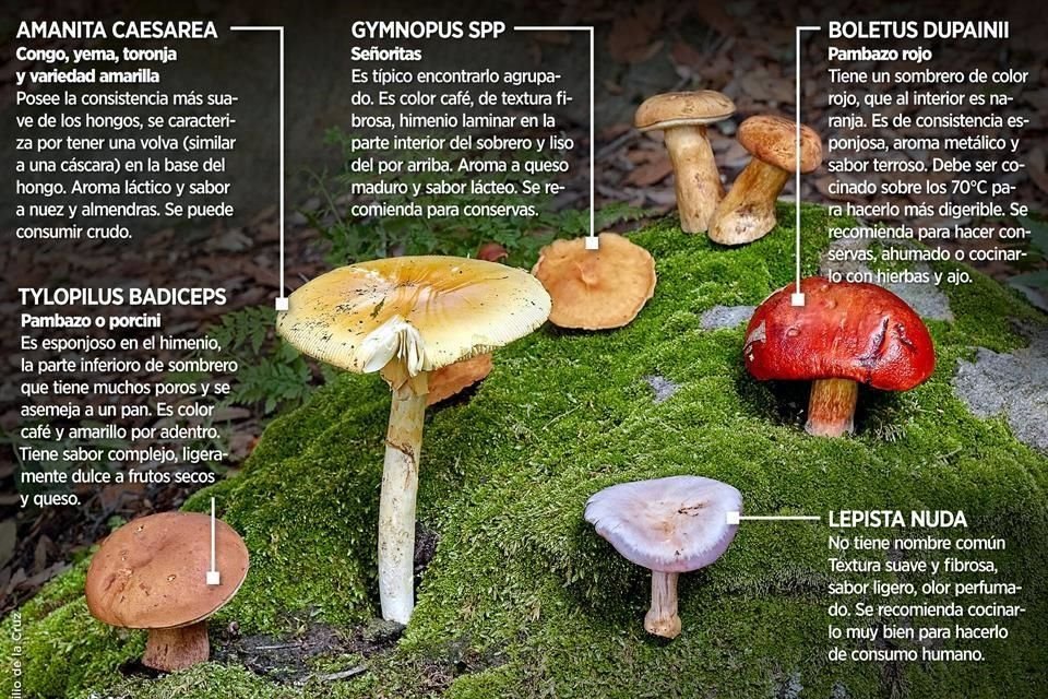 Estas son las especies de hongos comestibles más comunes en la primera etapa del temporal.