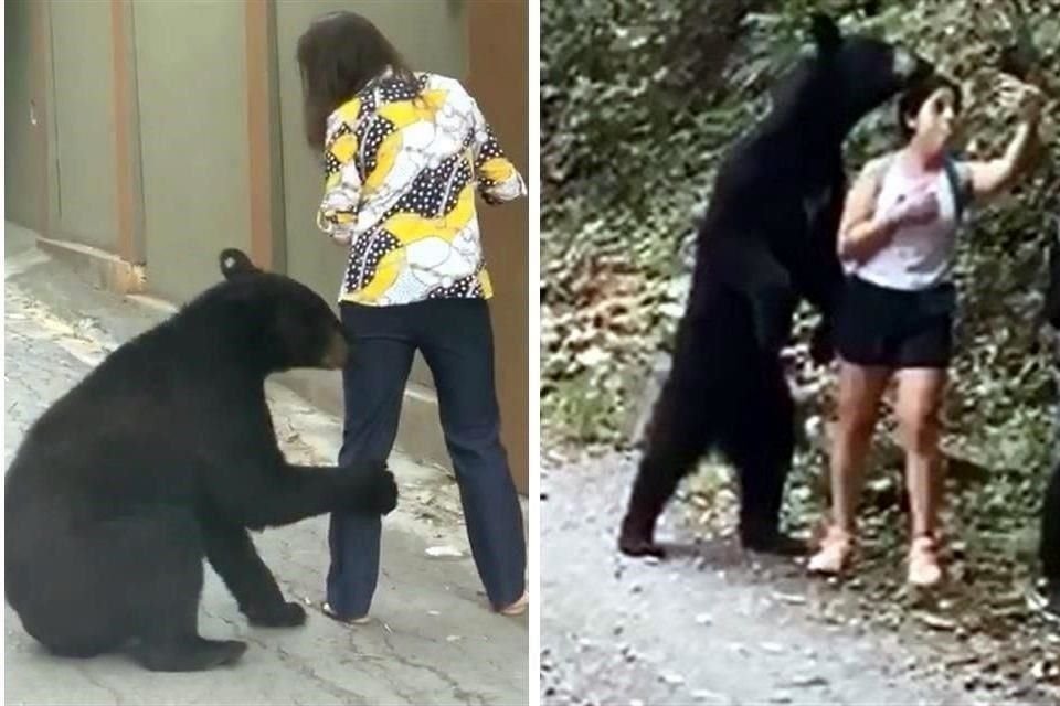 El oso ha mostrado confianza con las personas, lo que es considerado un comportamiento peligroso, según especialistas.