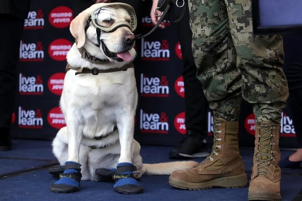 Frida, la perra rescatista de raza labrador, que acumuló más de 50 localizaciones, 12 de ellas de personas con vida,  fue 'jubilada' el 14 de junio del 2019 en una ceremonia.