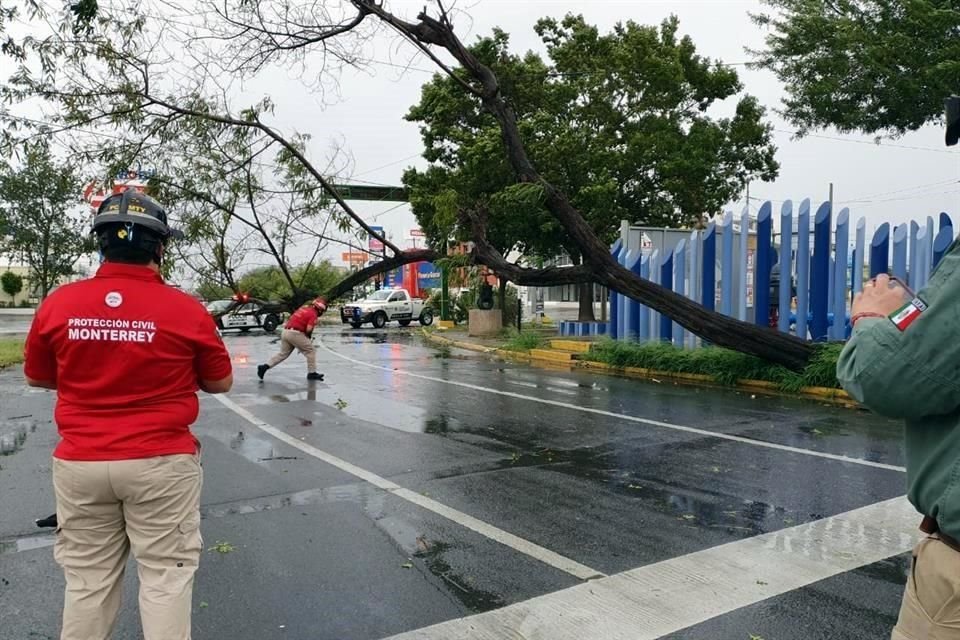 En Monterrey, un rbol que se cay en las calles Madero y Aguirre Pequeo est siendo retirado por Proteccin Civil.