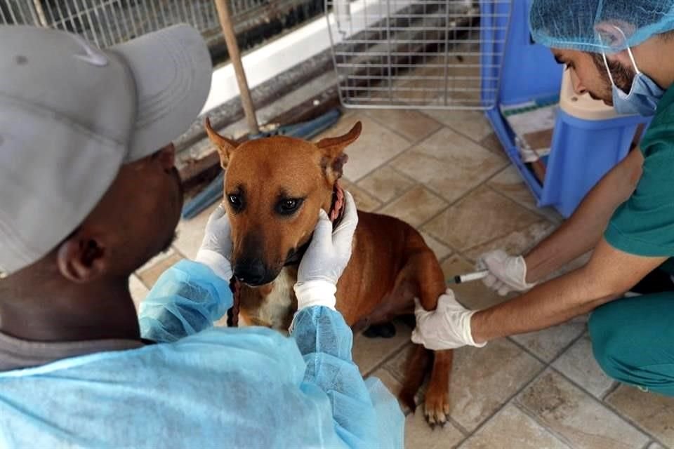 La organización Sulala for Animal Care rescata perros y gatos callejeros en la Franja de Gaza; desde tu hogar, puedes contribuir a su causa.