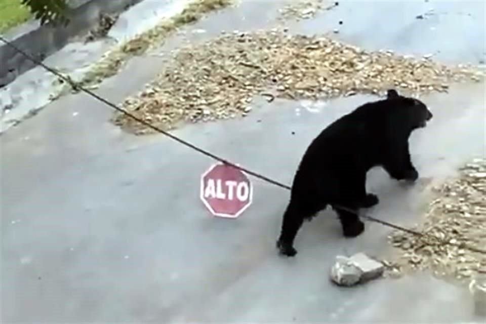 Vecinos reportaron haber visto al animal a las 7:30 horas en las cocheras, aparentemente buscando comida.