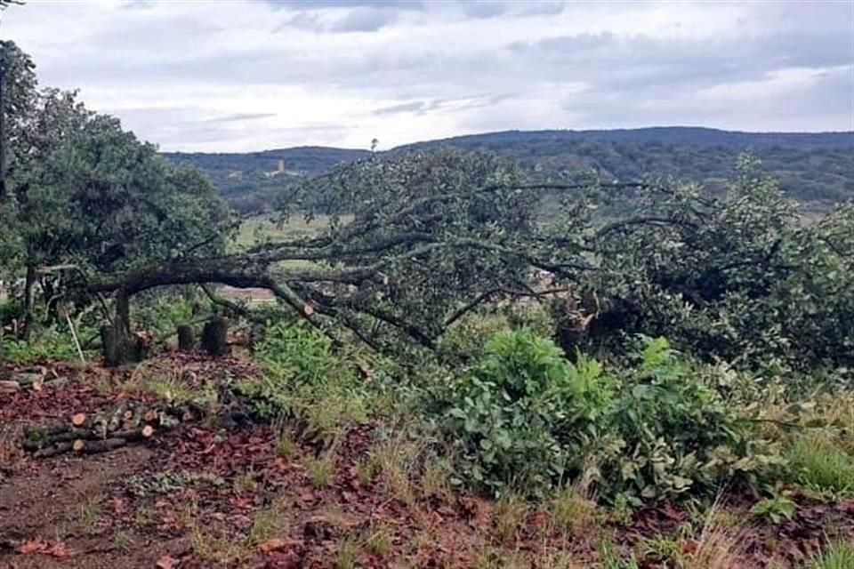 Los vecinos acusan el derribo de árboles en el fraccionamiento Los Robles Residencial, ubicado en Prolongación Mariano Otero, en Zapopan.