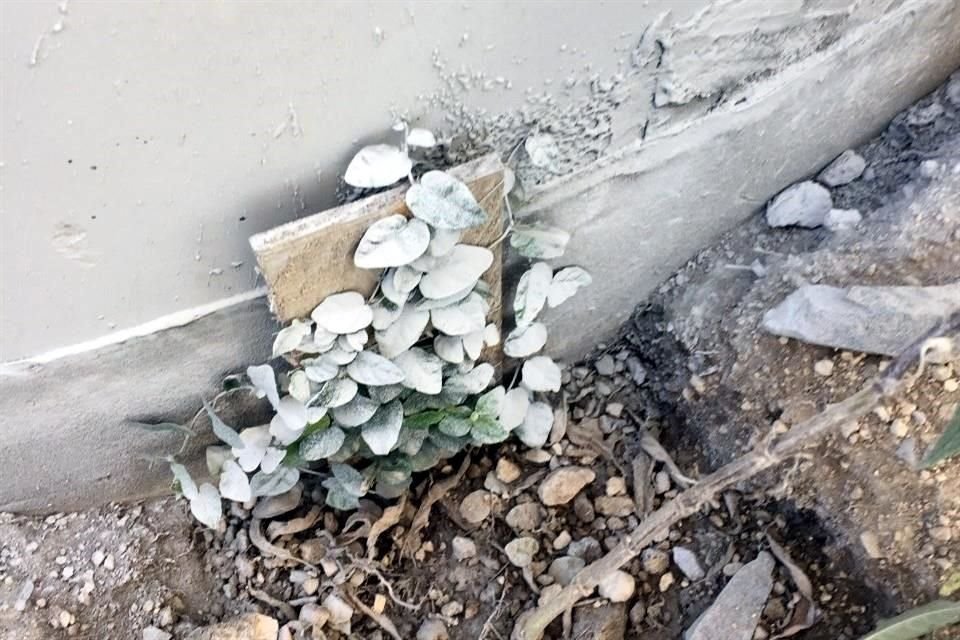 Durante tres fines de semana, el colectivo se reunió en las estaciones para plantar enredaderas.