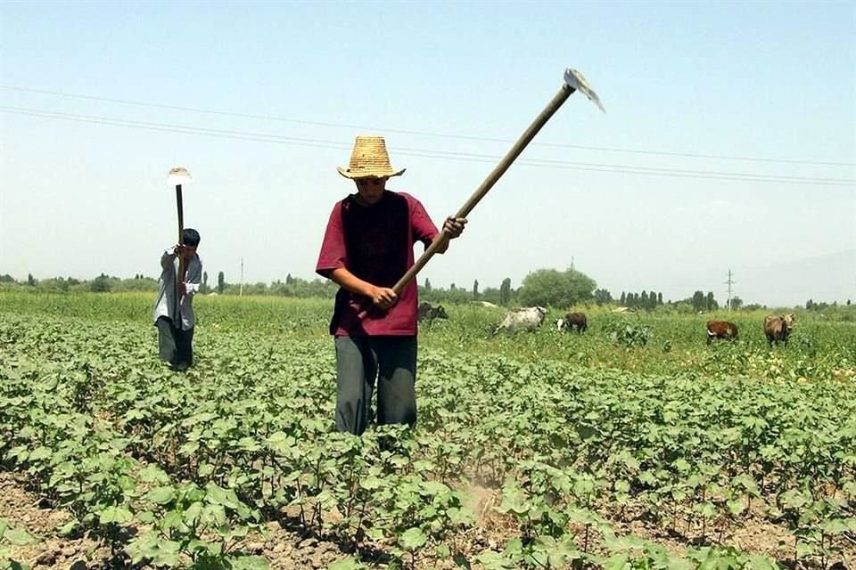 En tercer trimestre, las actividades primarias registraron un desplome de 12.56 por ciento, según el IGPLE.