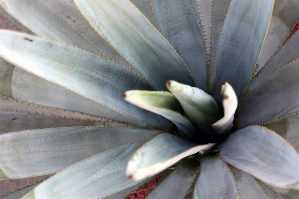 La característica 100 por ciento de agave se refiere a que todas las azúcares que se fermentan provienen del agave Tequilana Weber, variedad Azul.