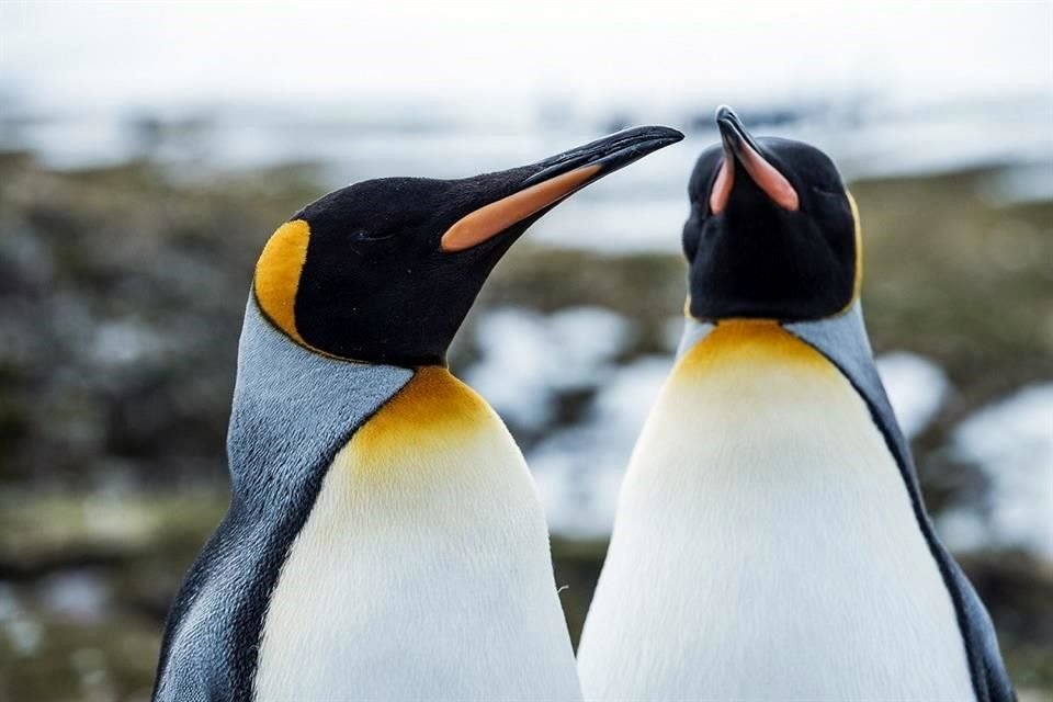 El mundo está cerca de cumplir la meta mundial de áreas protegidas en la tierra y el mar, destaca reporte de la ONU.