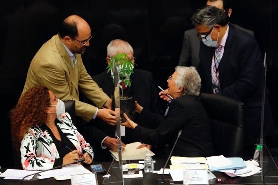 Emilio Álvarez Icaza entregó a Sánchez Cordero una planta de mariguana durante su comparecencia en el Senado.