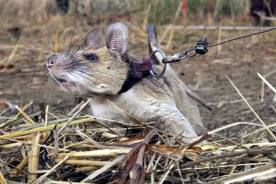 Gana premio por olfatear minas ¡una rata gigante!