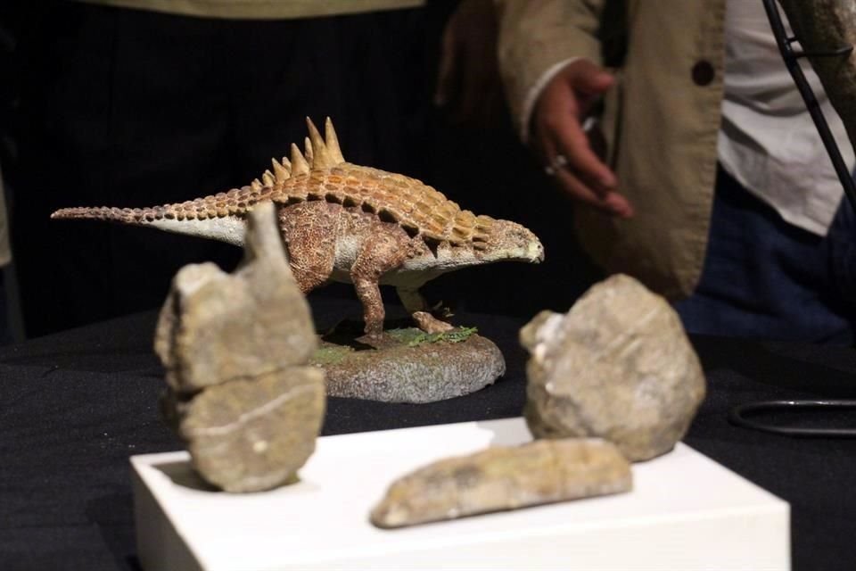 El nombre hace referencia a la palabra griega Acantho, espinas; a la tribu Apache Lipán que habitó en Ocampo, y al apellido del Director del Museo del Desierto, Arturo González.