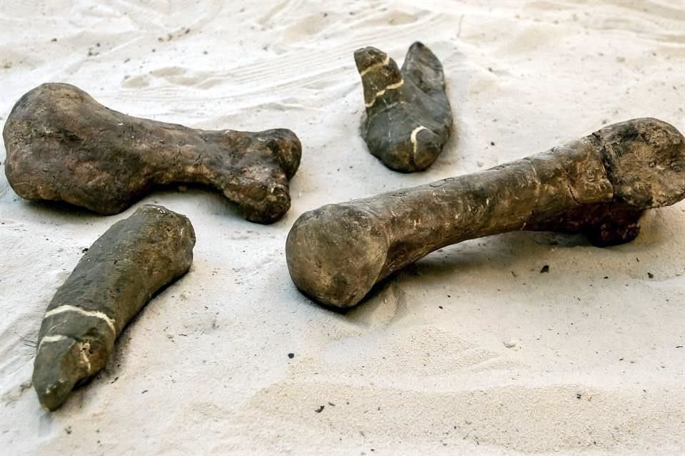 Se trata del primer género descrito de dinosaurio acorazado para México.