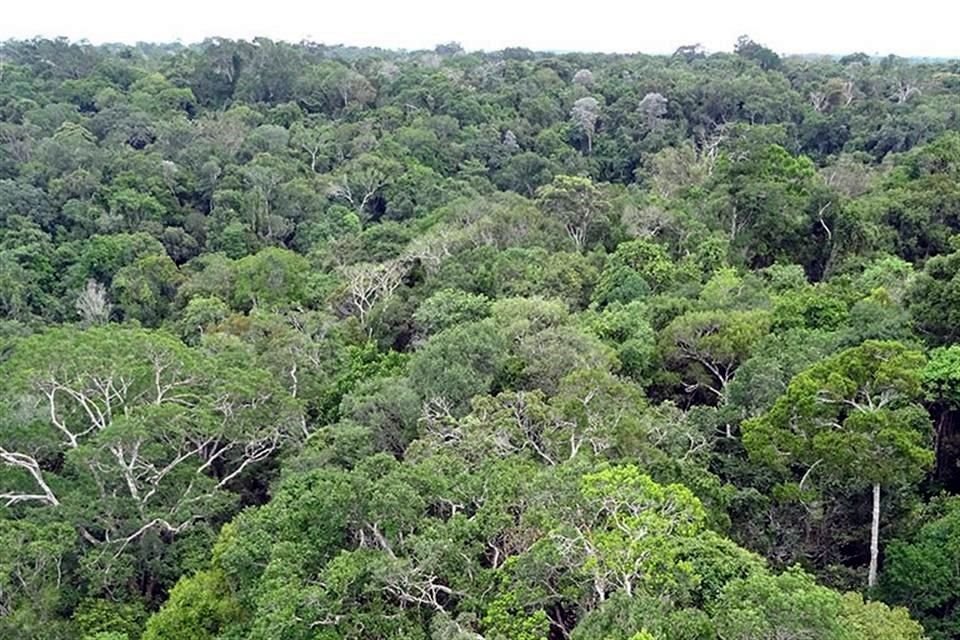 La Amazonia, el bosque tropical más grande del mundo, puede convertirse en un ecosistema similar a una sabana, advierte estudio.