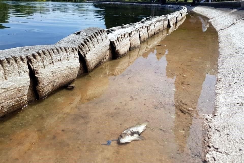 Algunos peces han aparecido muertos en las orillas.