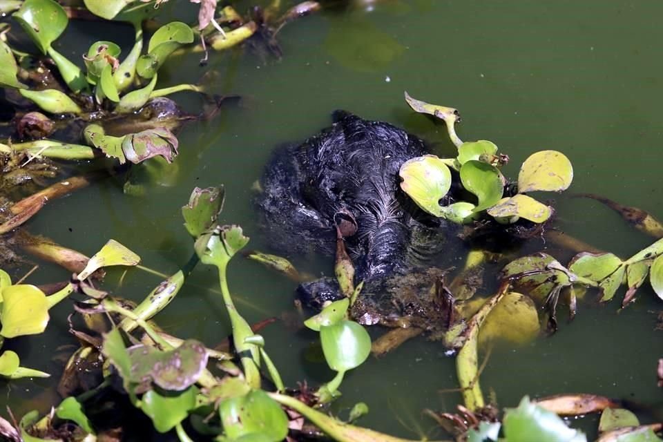 Entre el año 2013 y 2015, la Laguna de Cajititlán ganó protagonismo por los niveles de contaminación alcanzados.