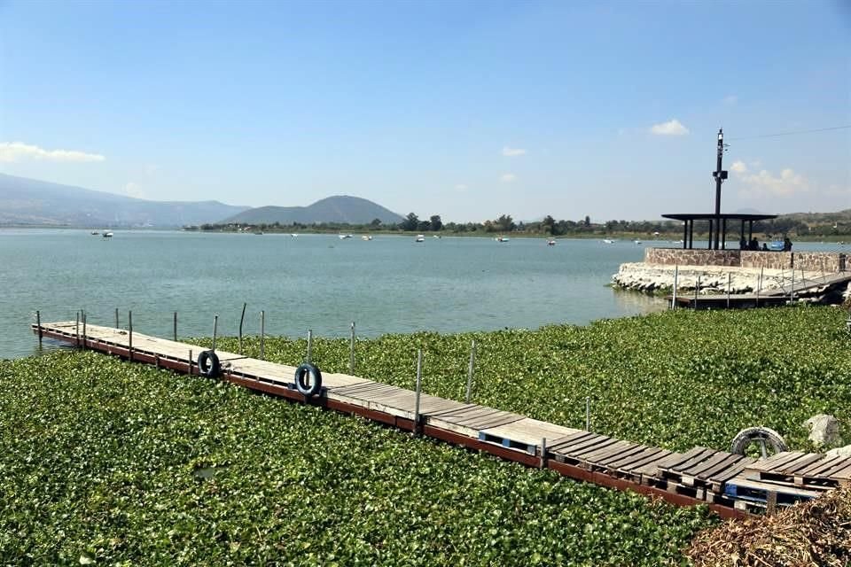 El lirio ha invadido entre 5 y 10 hectáreas de la Laguna de Cajititlán. 