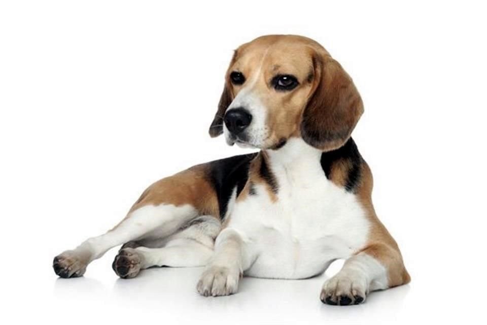 Los diputados indicaron que un estudio refiere que los perros pueden llegar a sentir una empatía similar a la de los humanos, y actúan sobre ella.