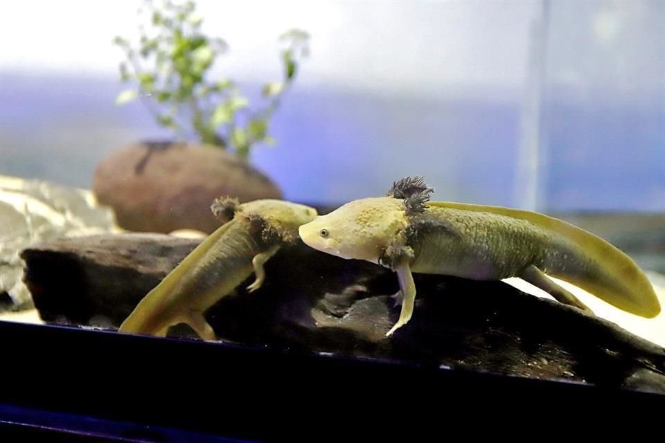 El ajolote es un anfibio endémico mexicano en peligro de extinción.