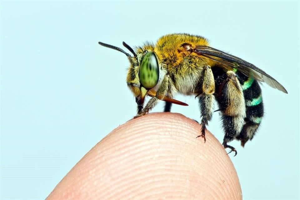 Amegilla andrewsi es una de las 20 mil especies de abejas del mundo.