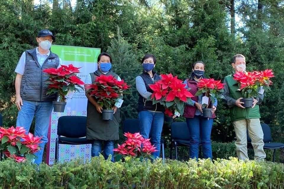 La Sedema informó que están listas las plantaciones forestales autorizadas para ofertar árboles de Navidad en Tlalpan y Milpa Alta.