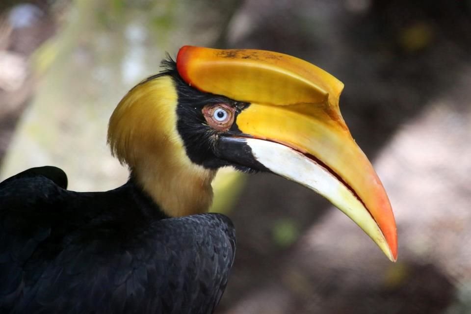 Los cálaos bicornes, conocidos como los 'tucanes' de Asia por sus picos, están en peligro por la cacería furtiva en Birmania.