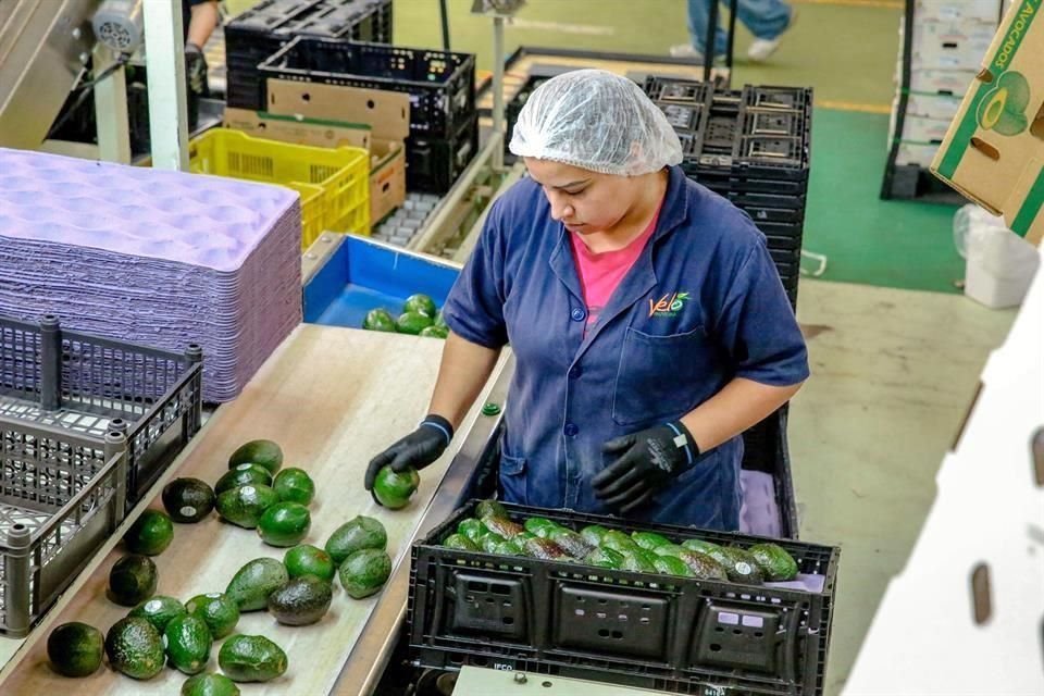 Las exportaciones de aguacate presentaron reducciones de 15%.