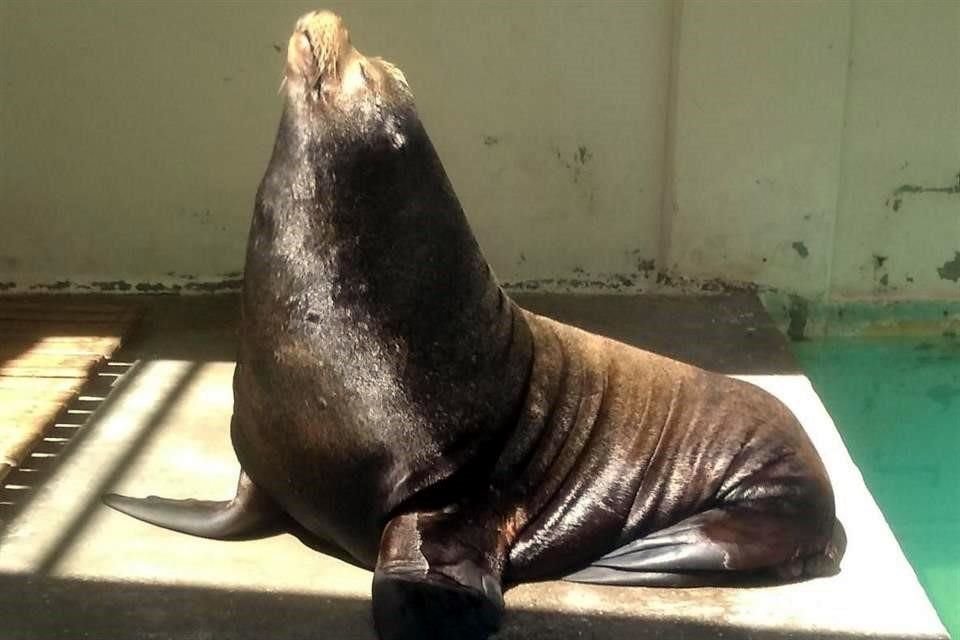 Sweeney nació en el zoológico de Chapultepec el 27 de julio de 1991 y, de acuerdo con los registros, es uno de los primeros lobos marinos que nació en zoológicos y acuarios de México.