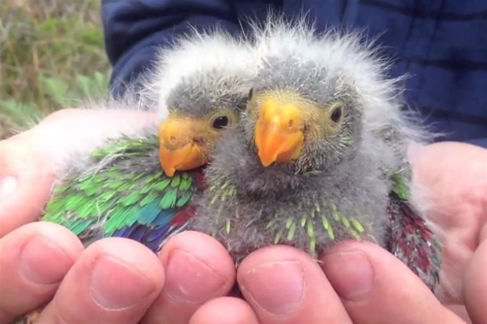 Casi un tercio de las 398 especies de loros del mundo está en peligro de extinción por la destrucción de hábitats, alerta estudio.