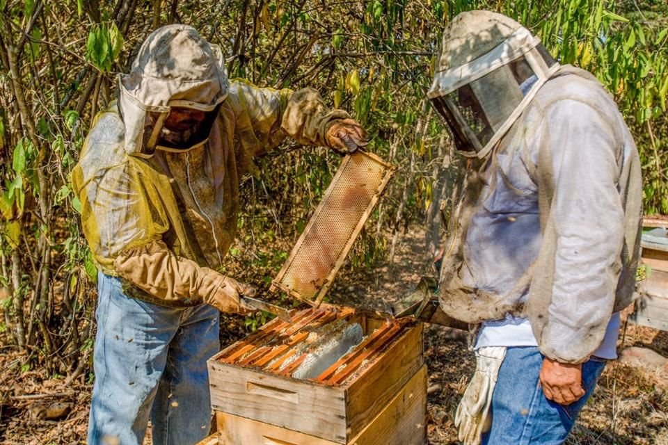 El desastre en localidades del municipio de Hopelchn, Campeche, slo en tres das, caus afectaciones a 80 apicultores con un total de 3 mil 335 colmenas daadas.