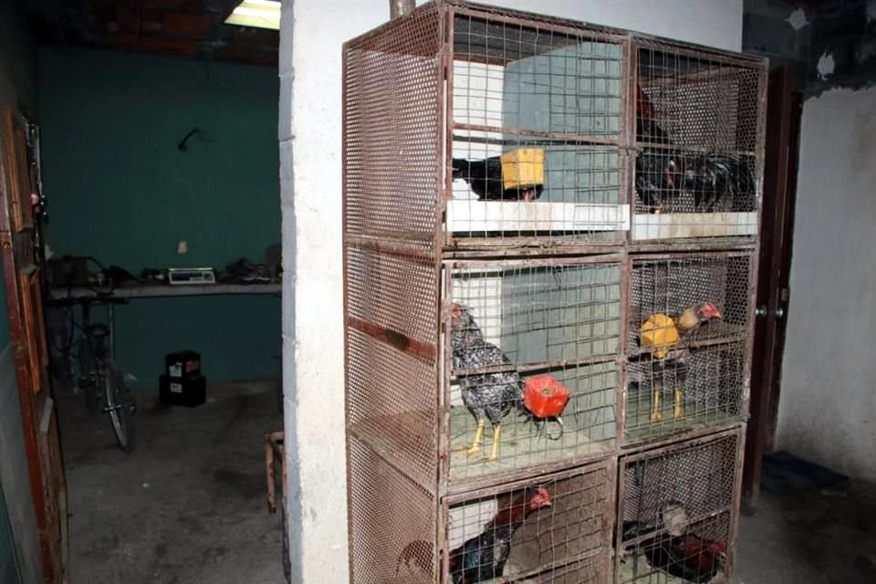 Al revisar el sitio confirmaron que se trataba de un palenque clandestino en donde se realizaban peleas de gallos con apuestas, según una fuente de Seguridad Pública de Santa Catarina.