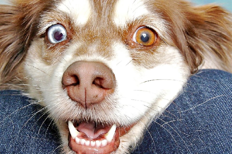 Parece broma, pero la higiene bucal de los perros puede hacer una diferencia en sus estilos de vida y su bienestar general.