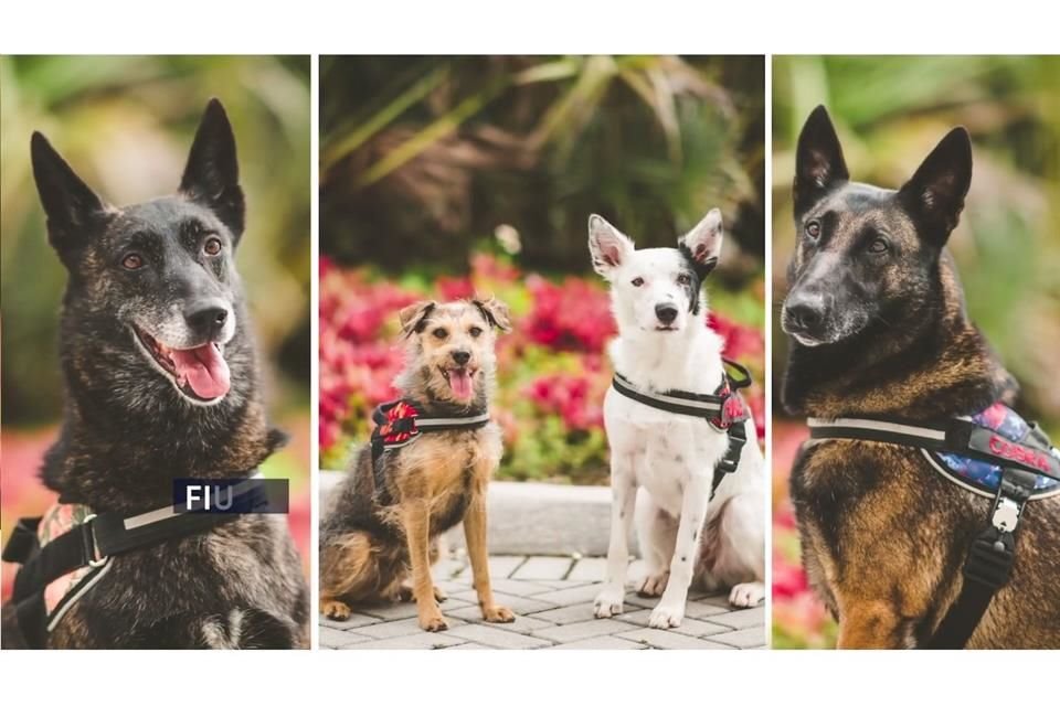 Cuatro perros de la Universidad Internacional de Florida fueron entrenados para detectar el virus responsable del Covid-19.