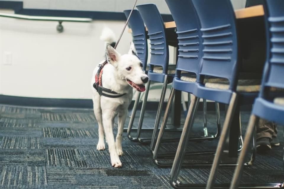 Cuatro perros de la Universidad Internacional de Florida fueron entrenados para detectar el virus responsable del Covid-19.