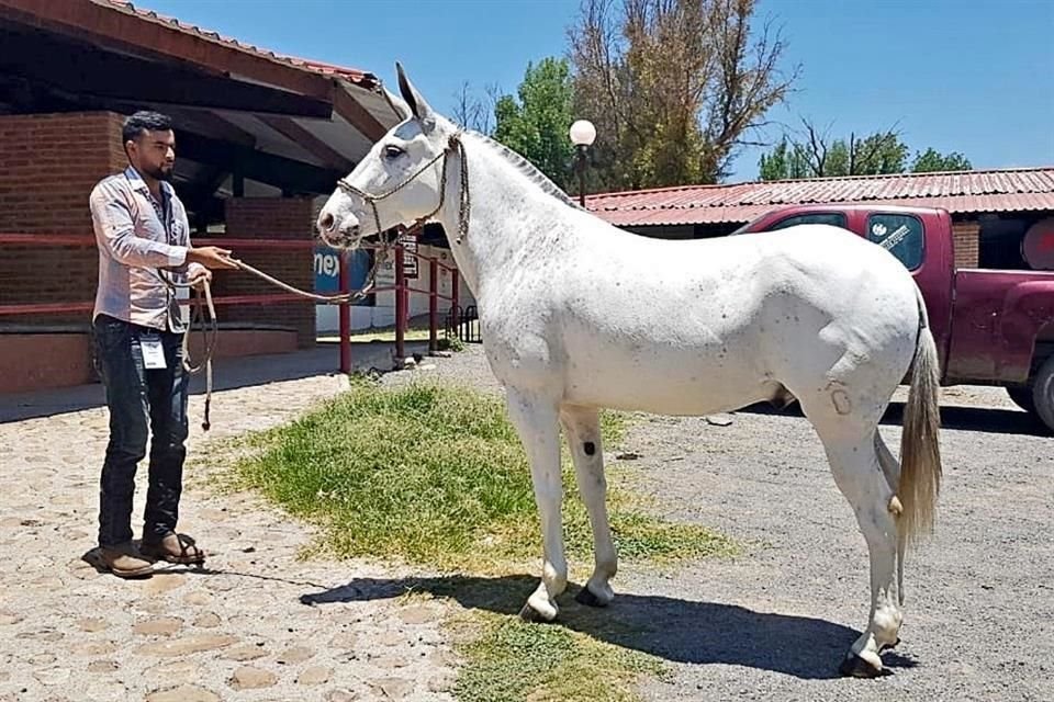 El burro mixteco mide entre 1.30 metros y 1.40 metros.