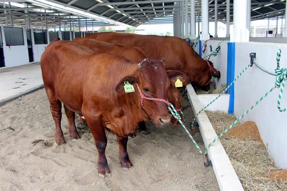 Señalan que Nuevo León no está haciendo cumplir los requisitos de identificación animal (SINIIGA) y trazabilidad (REEMO).