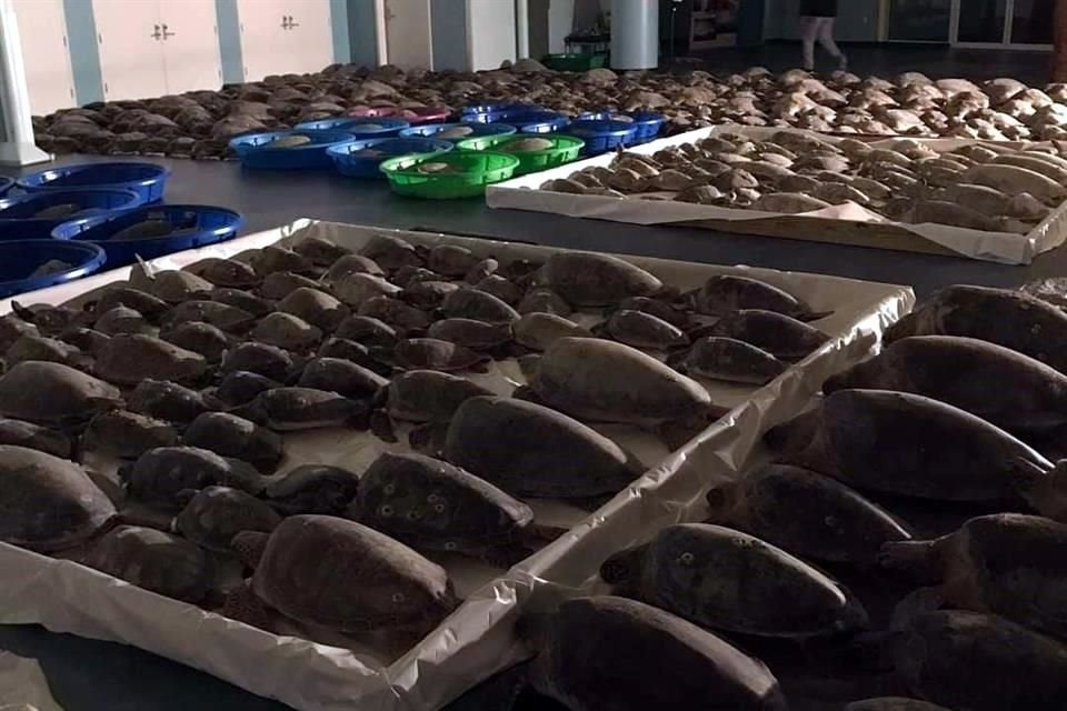 Las tortugas son mantenidas en tinas y contenedores para liberarlas cuando el clima mejore.