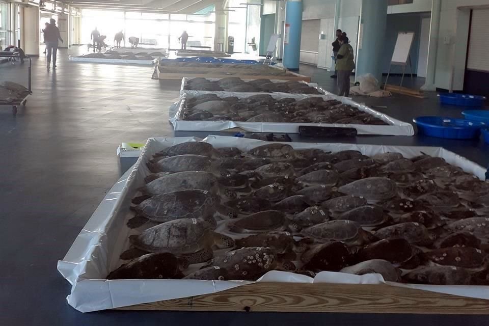 iles de tortugas marinas que no están acostumbradas a las bajas temperaturas han estado apareciendo en las playas de South Padre Island, frente a la costa sur de Texas.