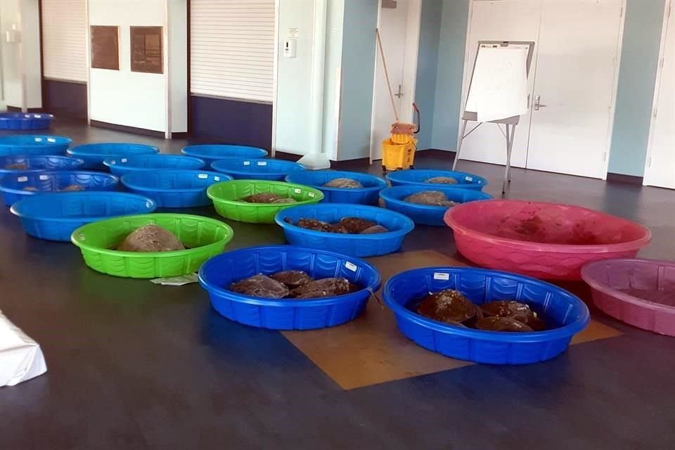 Voluntarios han rescatado a unas 4 mil 700 tortugas que han aparecido en costas de Texas aturdidas por el clima gélido de últimos días.