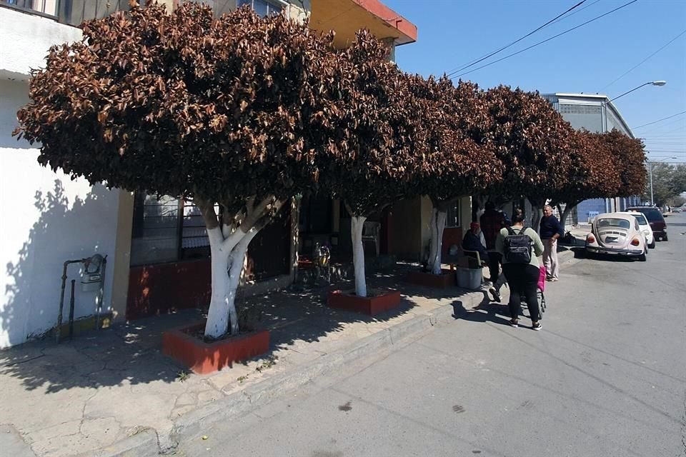 Afuera de un domicilio en la calle Violeta, en la Colonia Moderna, los árboles muestran los daños que les dejaron las bajas temperaturas.