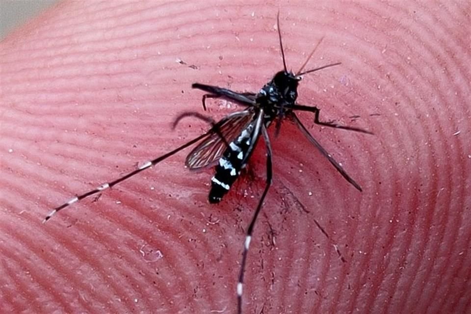 Los mosquitos machos poseen un gen que bloquea su capacidad para encontrar a los seres humanos y picarlos, revela estudio.