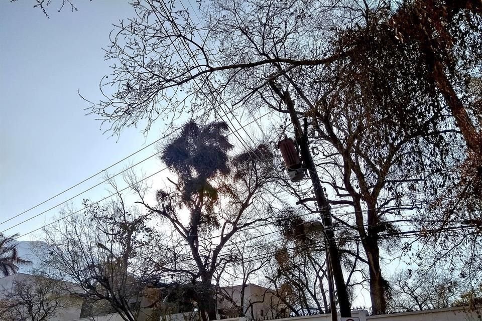 Los arbustos que produce el matapalos se secaron con las bajas temperaturas, como los que están en este alamillo de la Avenida Jerónimo Siller.