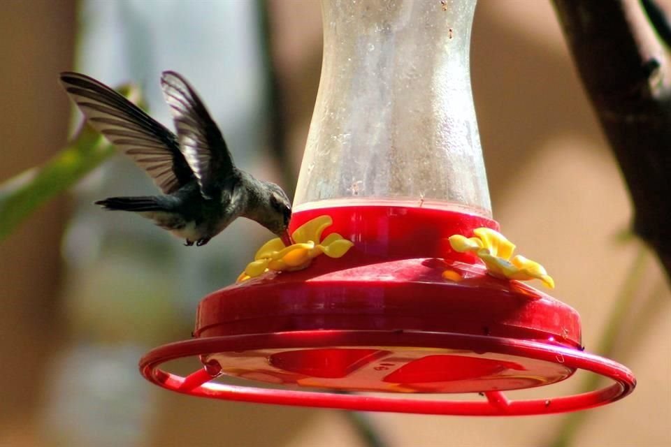 La colocación de un bebedero o comedero para mariposas, abejas y colibríes debe realizarse por expertos.