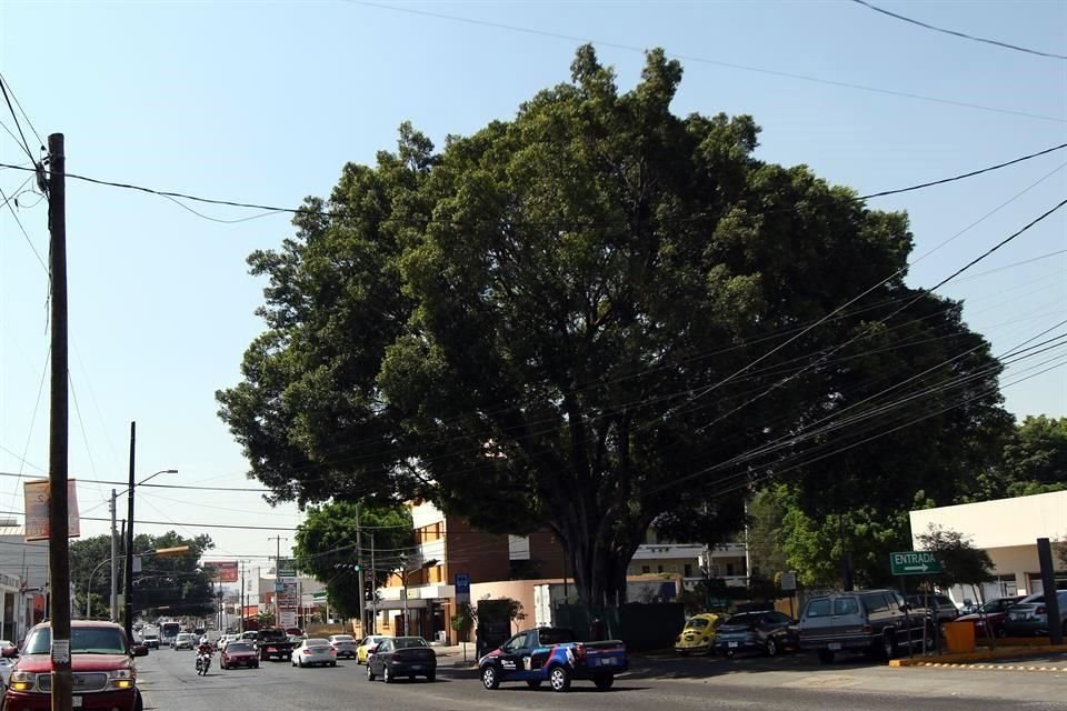 El laurel ubicado en el cruce de Calzada del Ejército y Gante tiene 60 años de edad.