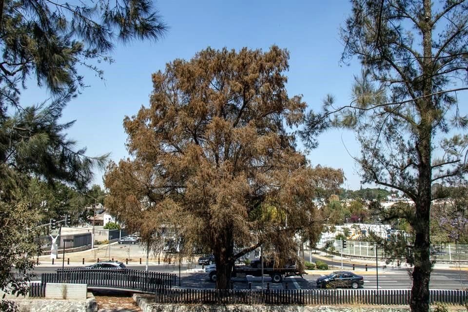 El ahuehuete ubicado en Avenida Patria Y Miguel León Portilla tiene 10 metros de altura y 150 años de edad.