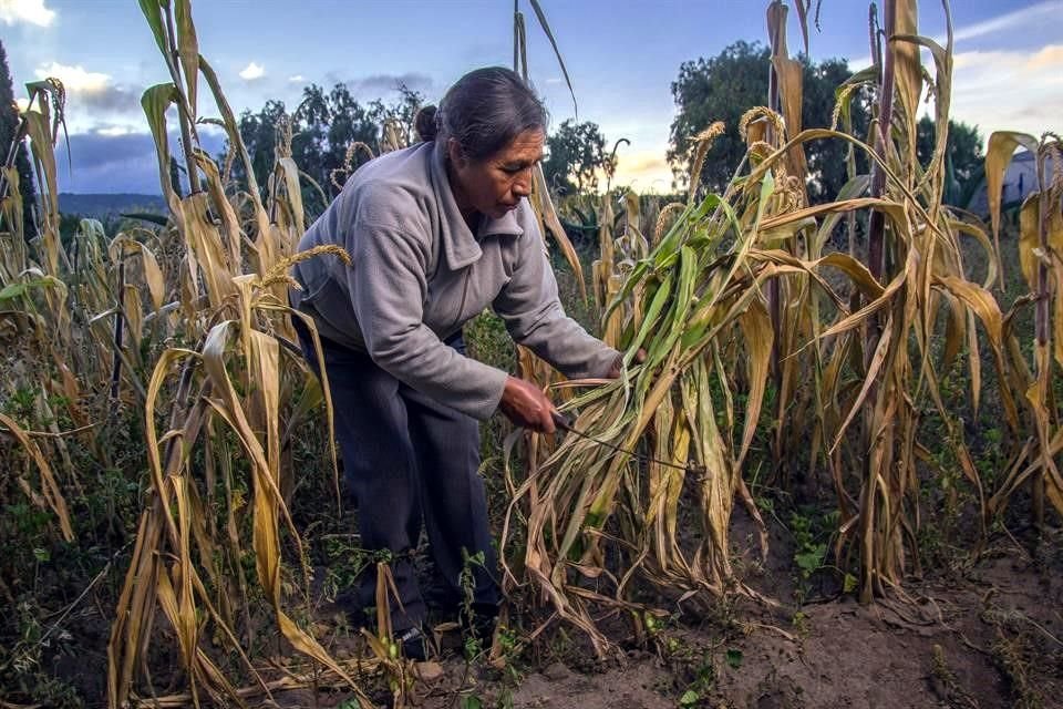 Producción para el Bienestar ofrece apoyos directos de 2 mil pesos por hectárea a productoras y productores de maíz.