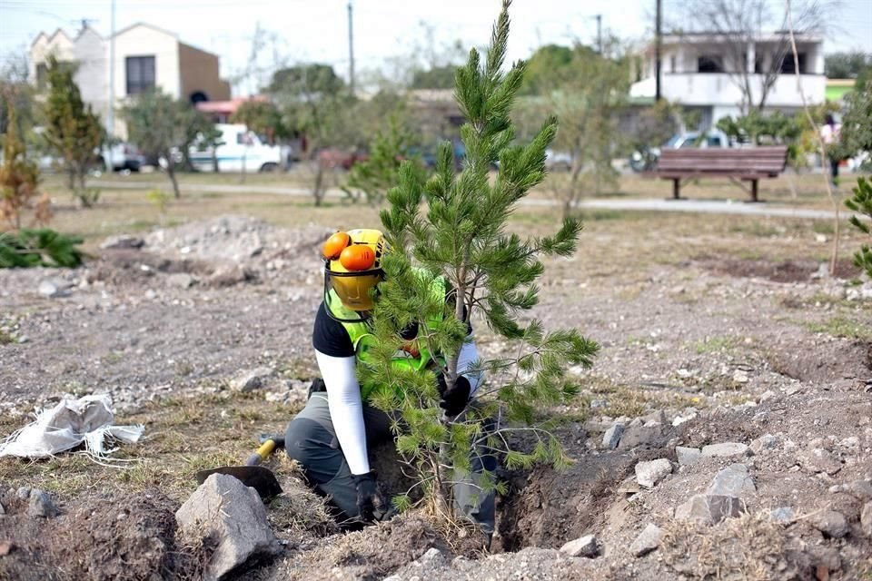 Reforestación en diferentes parques de los municipios del área metropolitana, gracias a las ganancias de la venta de las bolsas ecológicas que tienen en sus farmacias.
