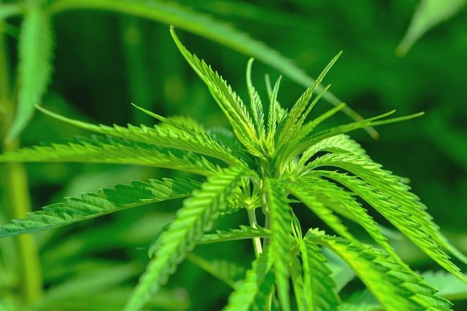 La demanda por cannabis en Estados Unidos provoca una enorme emisión de gases de efecto invernadero, señala estudio.