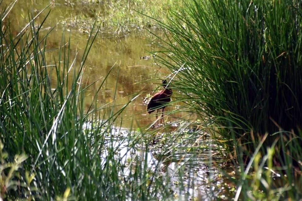 Los suelos de conservación son clave para el equilibrio de la CDMX, pues en ellos se reabastece el manto acuífero con lluvia que se infiltra.