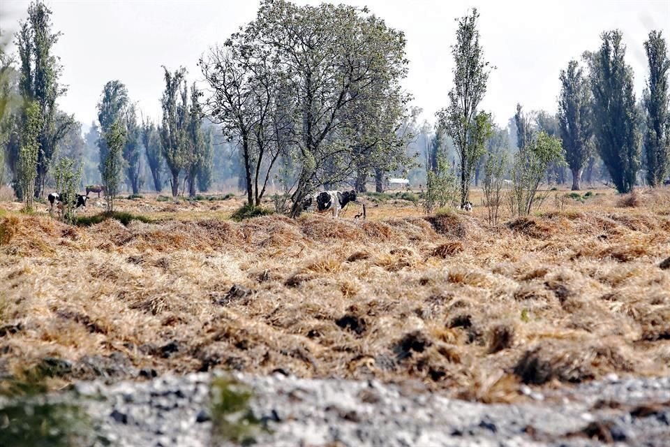 La zona de chinampas, en Xochimilco, ha sido afectada, principalmente por la falta de venta de productos cultivados ahí.