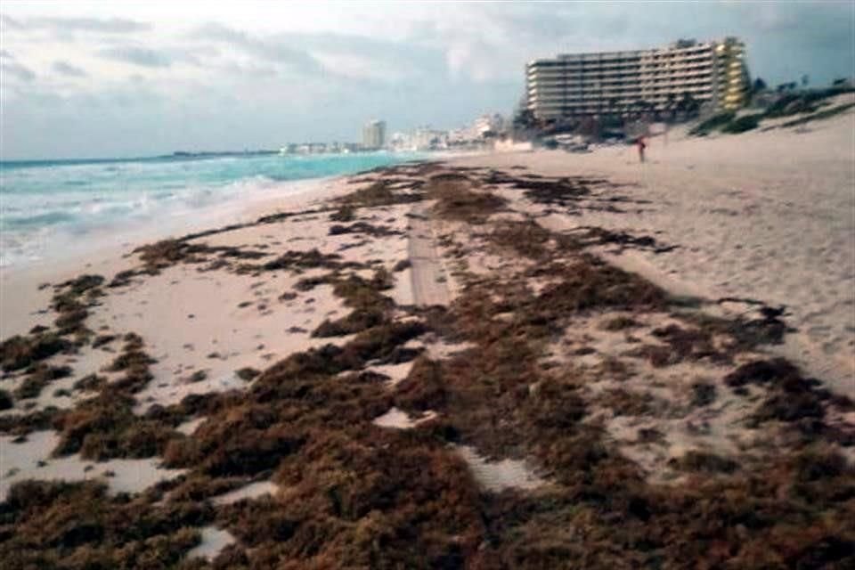 Tras llegada de sargazo a playas de QR previo a Semana Santa, hoteleros, ayuntamientos y sociedad civil hacen limpieza a espera de turistas.