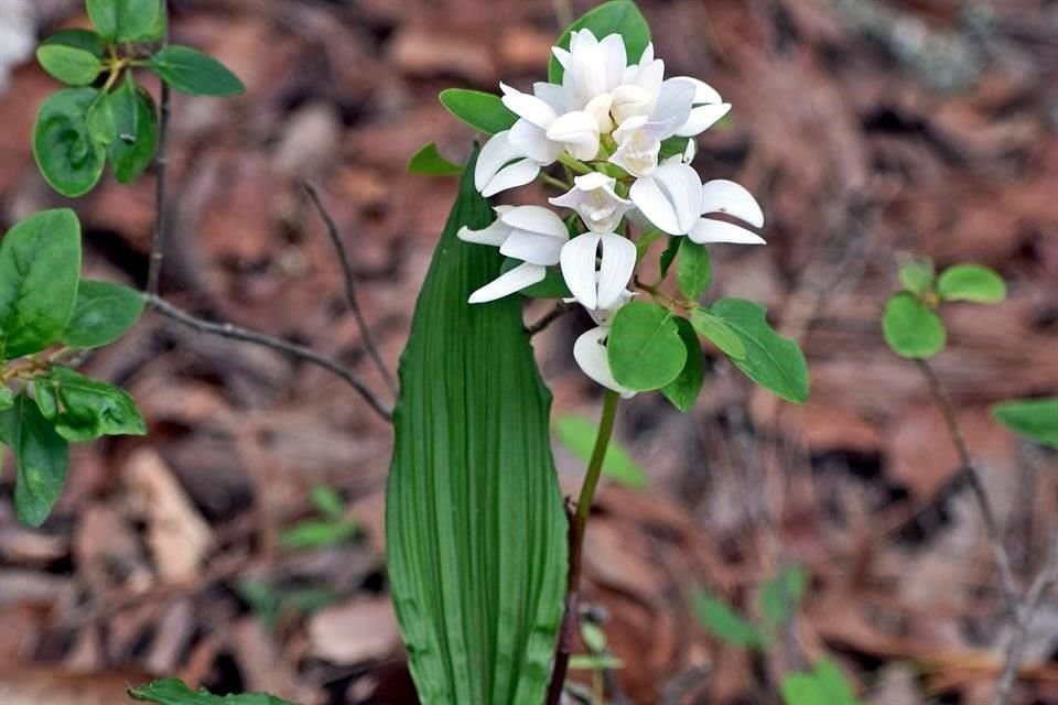 La orquídea silvestre suele poblar el sector actualmente en siniestro